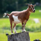 Illustration for article titled Retrohunter95 reviews: Goat Simulator (NSFW text).